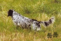 Setter Anglais ONYX DE LA MUNIA Setter Anglais ONYX DE LA MUNIA